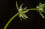 Piedmont bedstraw